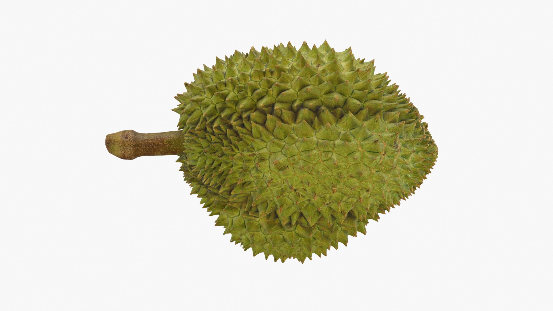 3D Dragonfruit Pineapple and Durian https://p.turbosquid.com/ts-thumb/w5/LJDdP3/E5/durian_2/jpg/1686768180/1920x1080/turn_fit_q99/c2101908edb51eb1e451d549e9d8ffb58371b886/durian_2-1.jpg