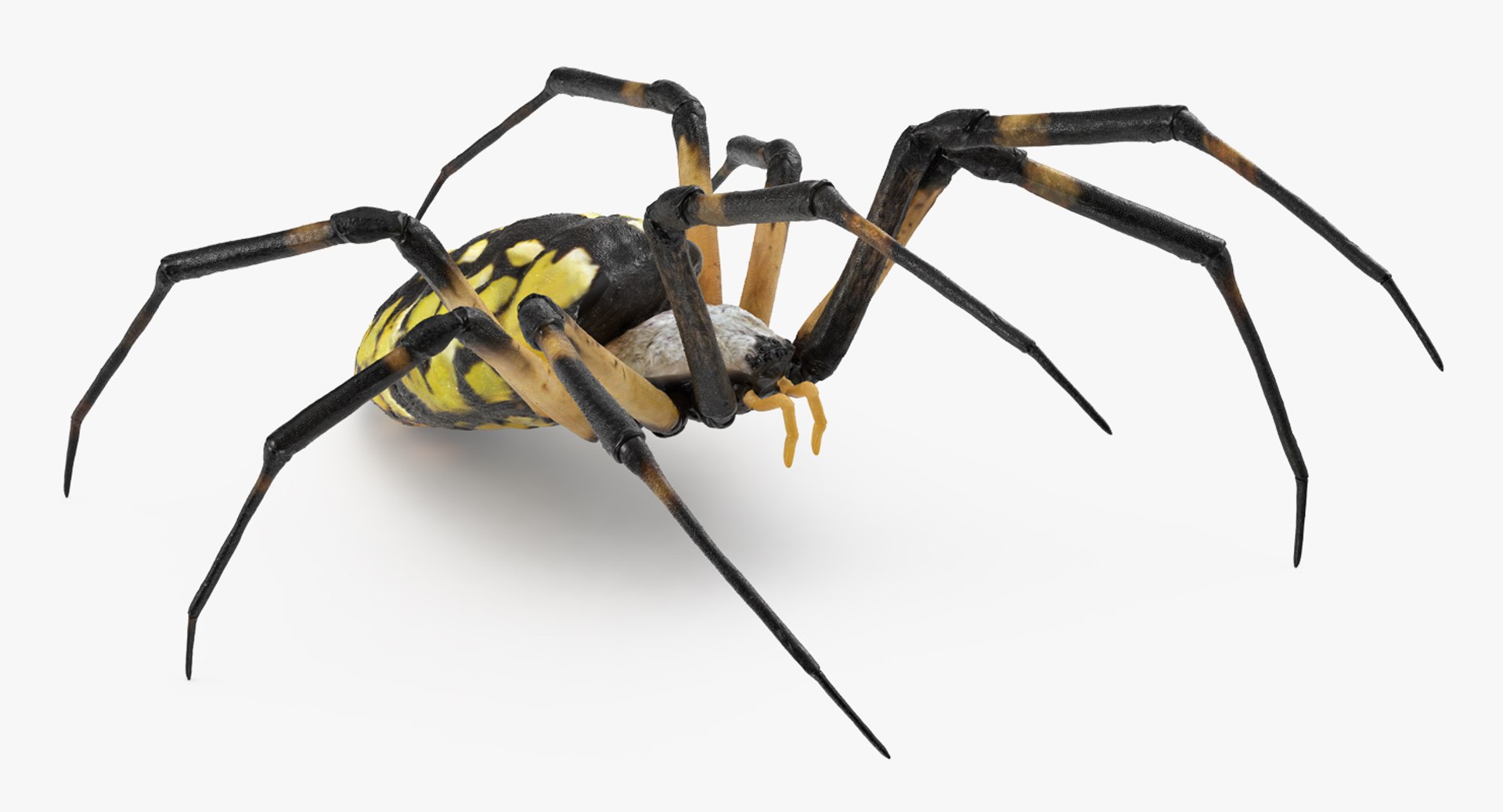 Writing Spider 3D model preview