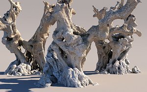 A thousand-year-old olive tree