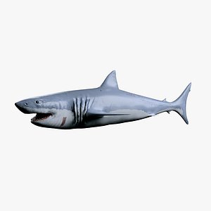 Carcharodon Carcharias