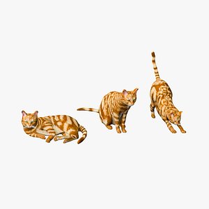 Cat G(Lying,Sitting,Stretch)