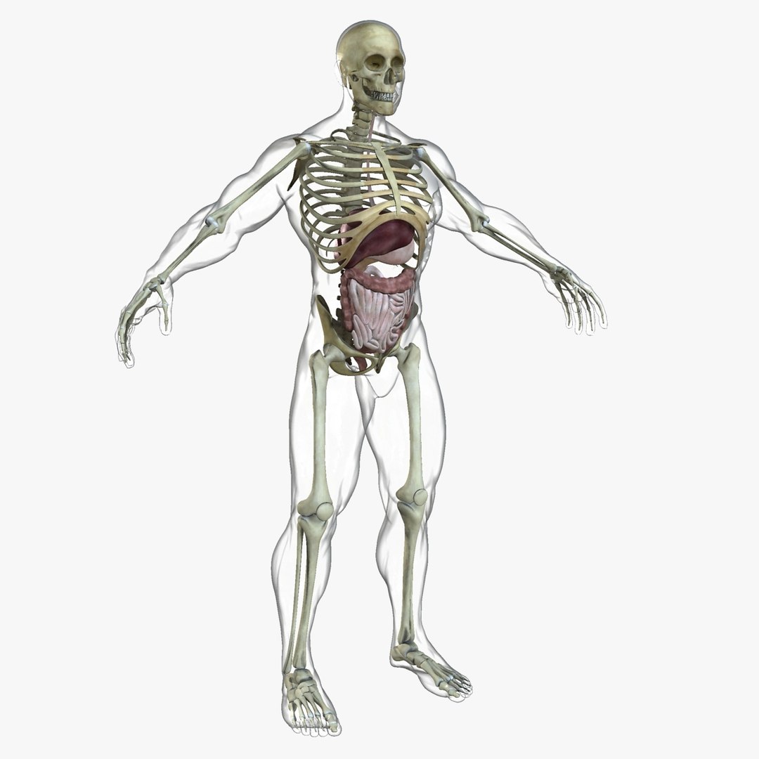 3d male body anatomy circulatory model https://p.turbosquid.com/ts-thumb/w5/gNNOXi/0CDvTnpf/06_digestive/jpg/1444969560/1920x1080/fit_q87/cf2c6223ca73a1ff946a9cd065d16b6834c9d9d3/06_digestive.jpg