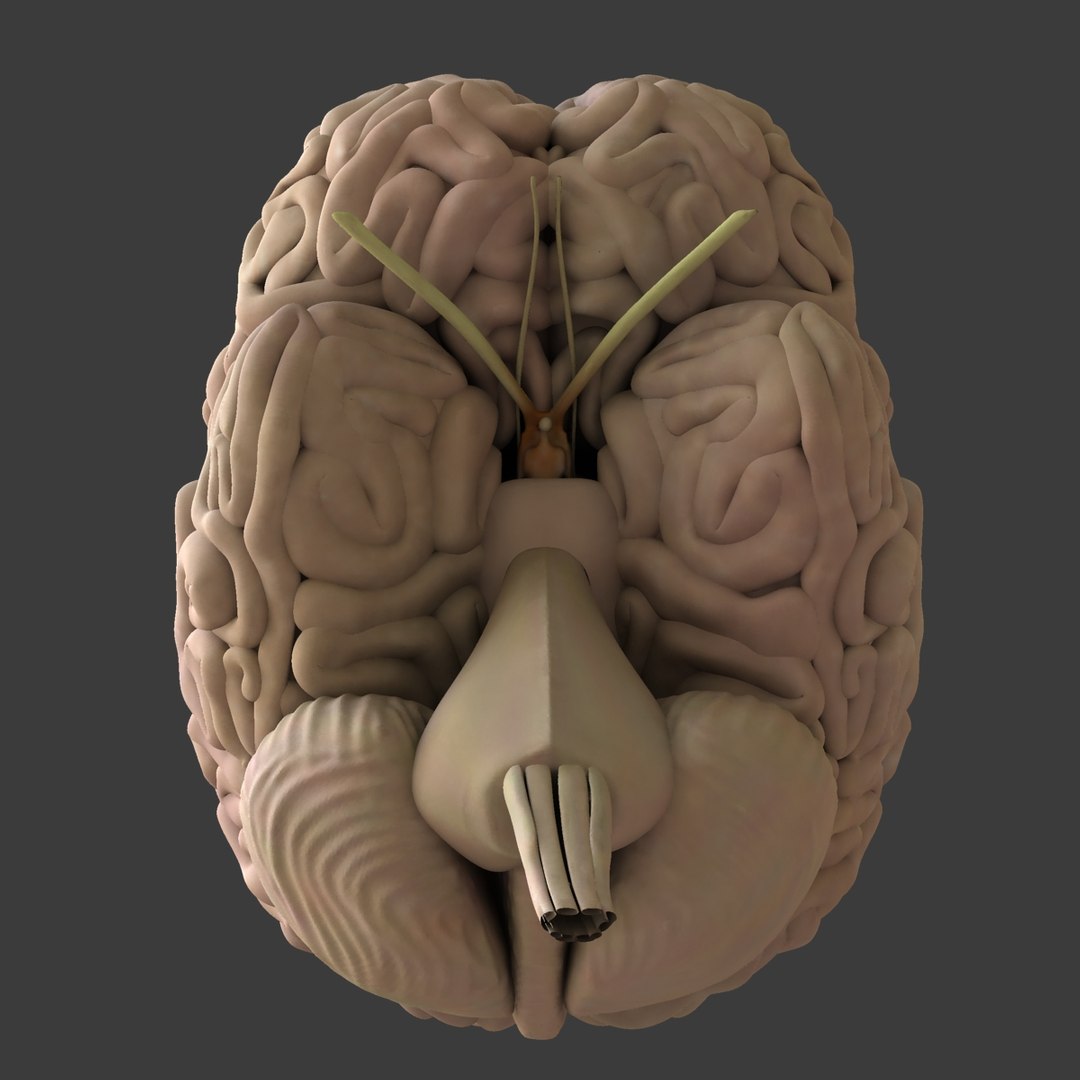 3d male body anatomy circulatory model https://p.turbosquid.com/ts-thumb/w5/gNNOXi/2qgBVOWS/13/jpg/1444969657/1920x1080/fit_q87/ae5f2cfd2edd3984cdd20bf822b5ffe98492df12/13.jpg