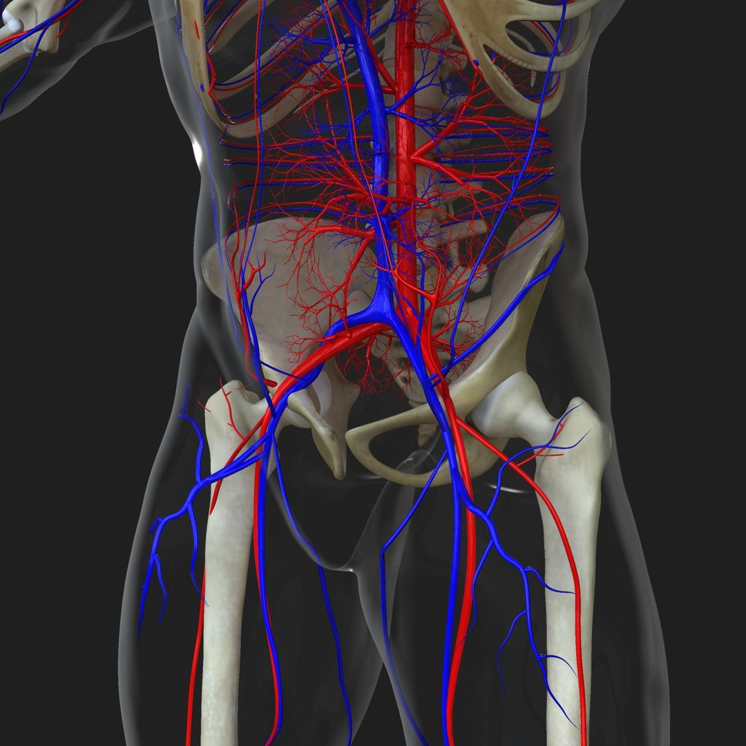 3d male body anatomy circulatory model https://p.turbosquid.com/ts-thumb/w5/gNNOXi/5bVNM0vm/0023/jpg/1444969585/1920x1080/fit_q87/195e474401ceb975e6e6e7dc195fd76a719953a1/0023.jpg