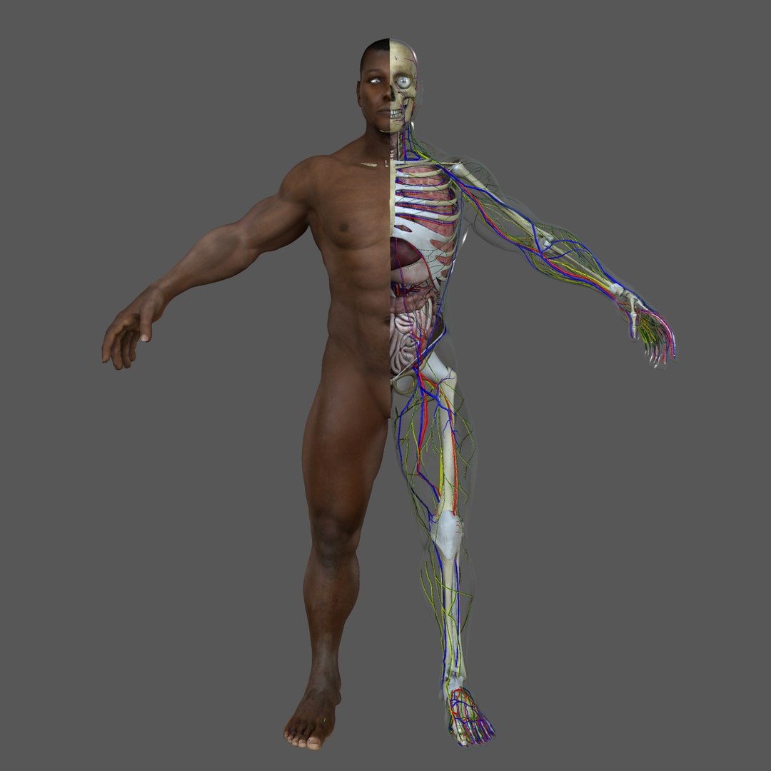 3d male body anatomy circulatory model https://p.turbosquid.com/ts-thumb/w5/gNNOXi/FkDkkJlc/0001/jpg/1450289574/1920x1080/fit_q87/b5e3a468b34653839f19051bf599c06a5d8661dd/0001.jpg
