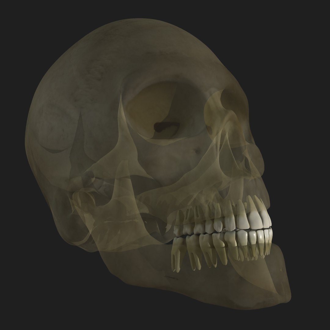 3d male body anatomy circulatory model https://p.turbosquid.com/ts-thumb/w5/gNNOXi/HAuZY2Yu/08/jpg/1444969796/1920x1080/fit_q87/a7a61c91b47f627be64099c67bcc0eb10d23d614/08.jpg