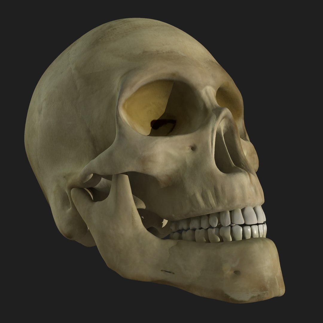 3d male body anatomy circulatory model https://p.turbosquid.com/ts-thumb/w5/gNNOXi/Ke7vdVk0/07/jpg/1444969796/1920x1080/fit_q87/530bdbb56c300439d69d8cc9f3573a7e9f1f76bc/07.jpg