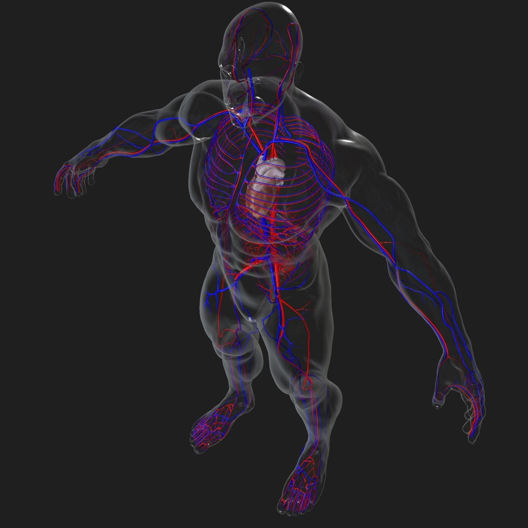 3d male body anatomy circulatory model https://p.turbosquid.com/ts-thumb/w5/gNNOXi/LaLWaUHq/0062/jpg/1444969586/1920x1080/fit_q87/027ff38044180a743ab5e68101e444e2b3bdfe26/0062.jpg