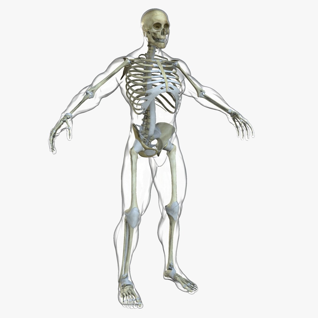 3d male body anatomy circulatory model https://p.turbosquid.com/ts-thumb/w5/gNNOXi/Njhag7FA/02_connective/jpg/1444969560/1920x1080/fit_q87/5753c8f0a65a92fad01ea347730013a2262b202d/02_connective.jpg
