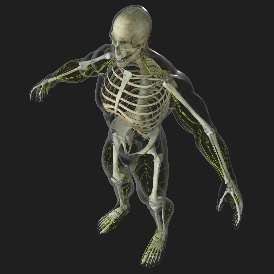 3d male body anatomy circulatory model https://p.turbosquid.com/ts-thumb/w5/gNNOXi/NuwYqwoL/004/jpg/1444969735/1920x1080/fit_q87/6785a50b888bd1afefaf3addabd2ea9b7ce77d34/004.jpg