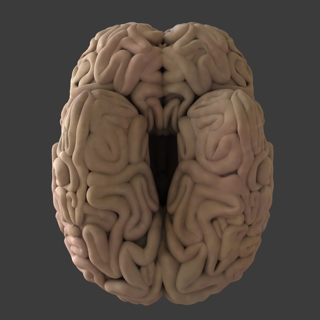 3d male body anatomy circulatory model https://p.turbosquid.com/ts-thumb/w5/gNNOXi/VHMu7ssf/14/jpg/1444969657/1920x1080/fit_q87/931ced5d1191d828fb54d980e13b400129796e7f/14.jpg