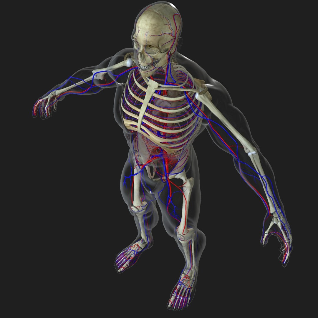 3d male body anatomy circulatory model https://p.turbosquid.com/ts-thumb/w5/gNNOXi/VjabzlaX/0052/jpg/1444969586/1920x1080/fit_q87/c769851bc1840371f9cd5970328b1e839c372b7b/0052.jpg