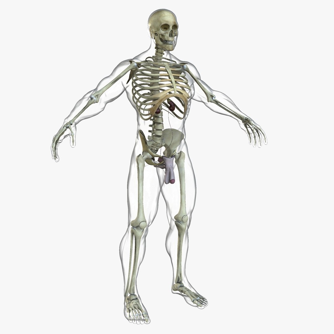 3d male body anatomy circulatory model https://p.turbosquid.com/ts-thumb/w5/gNNOXi/WRt5Rrd3/07_urogenital/jpg/1444969560/1920x1080/fit_q87/1454ca7d57fe332f412386d513e03fa20cf737f6/07_urogenital.jpg