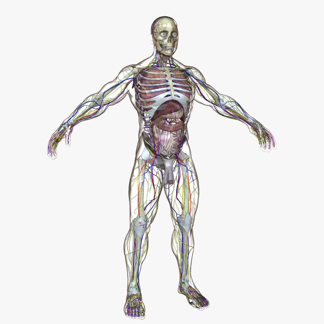 3d male body anatomy circulatory model https://p.turbosquid.com/ts-thumb/w5/gNNOXi/YPdxTYMj/003/jpg/1444969529/1920x1080/fit_q87/21ee6dbe8cbdabbb4d6ed0a03ad30eea93dc3de1/003.jpg