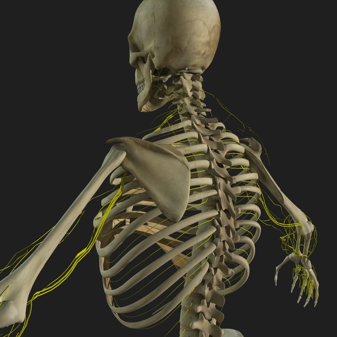 3d male body anatomy circulatory model https://p.turbosquid.com/ts-thumb/w5/gNNOXi/ZAKqd1nb/003/jpg/1444969735/1920x1080/fit_q87/2880f5c7f22d9865f649e26a3adfc26d5e53924a/003.jpg