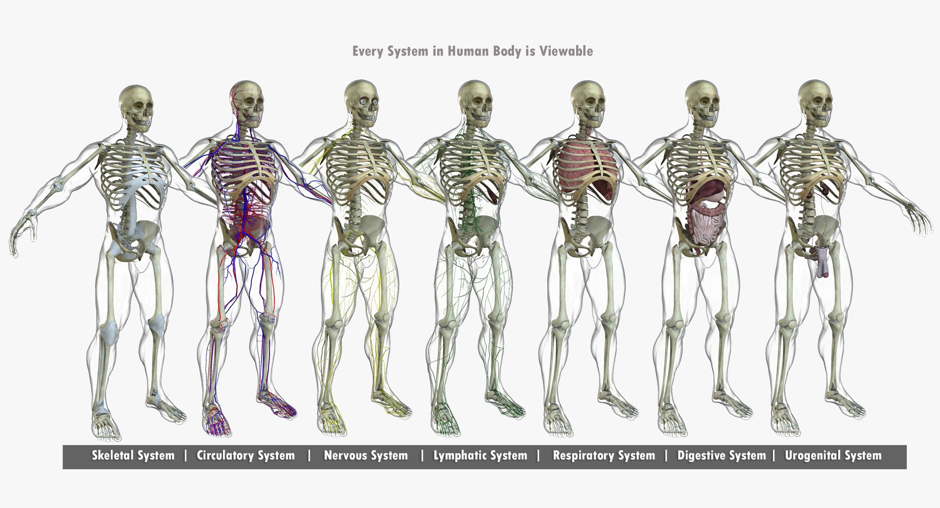 3d male body anatomy circulatory model https://p.turbosquid.com/ts-thumb/w5/gNNOXi/aoYrWJ0p/005/jpg/1444969529/1920x1080/fit_q87/c6f81e57b3be25e55ecc1151bd6300d8ae2e5368/005.jpg