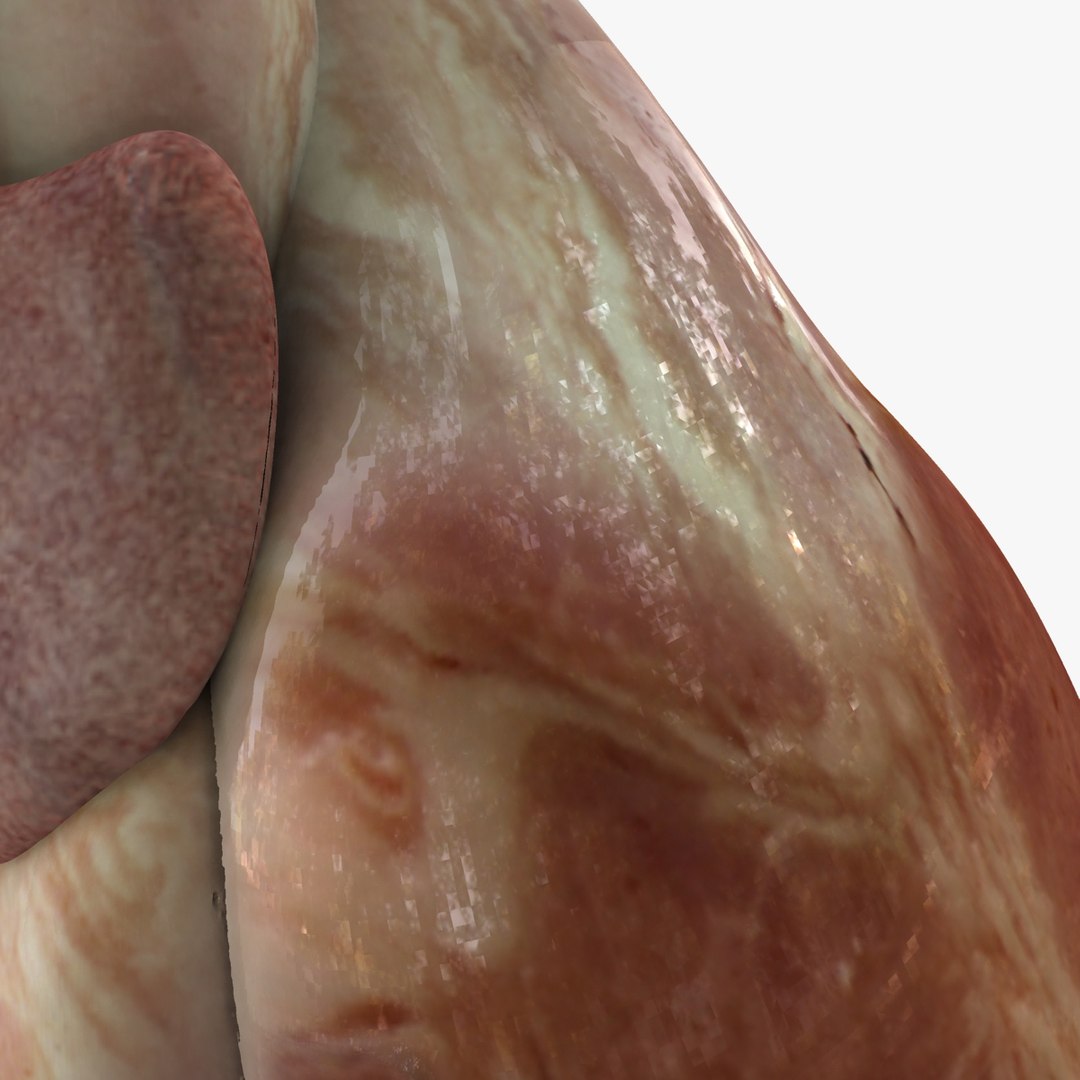 3d male body anatomy circulatory model https://p.turbosquid.com/ts-thumb/w5/gNNOXi/bBMLMwf7/render_008/jpg/1444969657/1920x1080/fit_q87/6ba0f33b4c5998134fb26bd561c6e84887d0a3ed/render_008.jpg