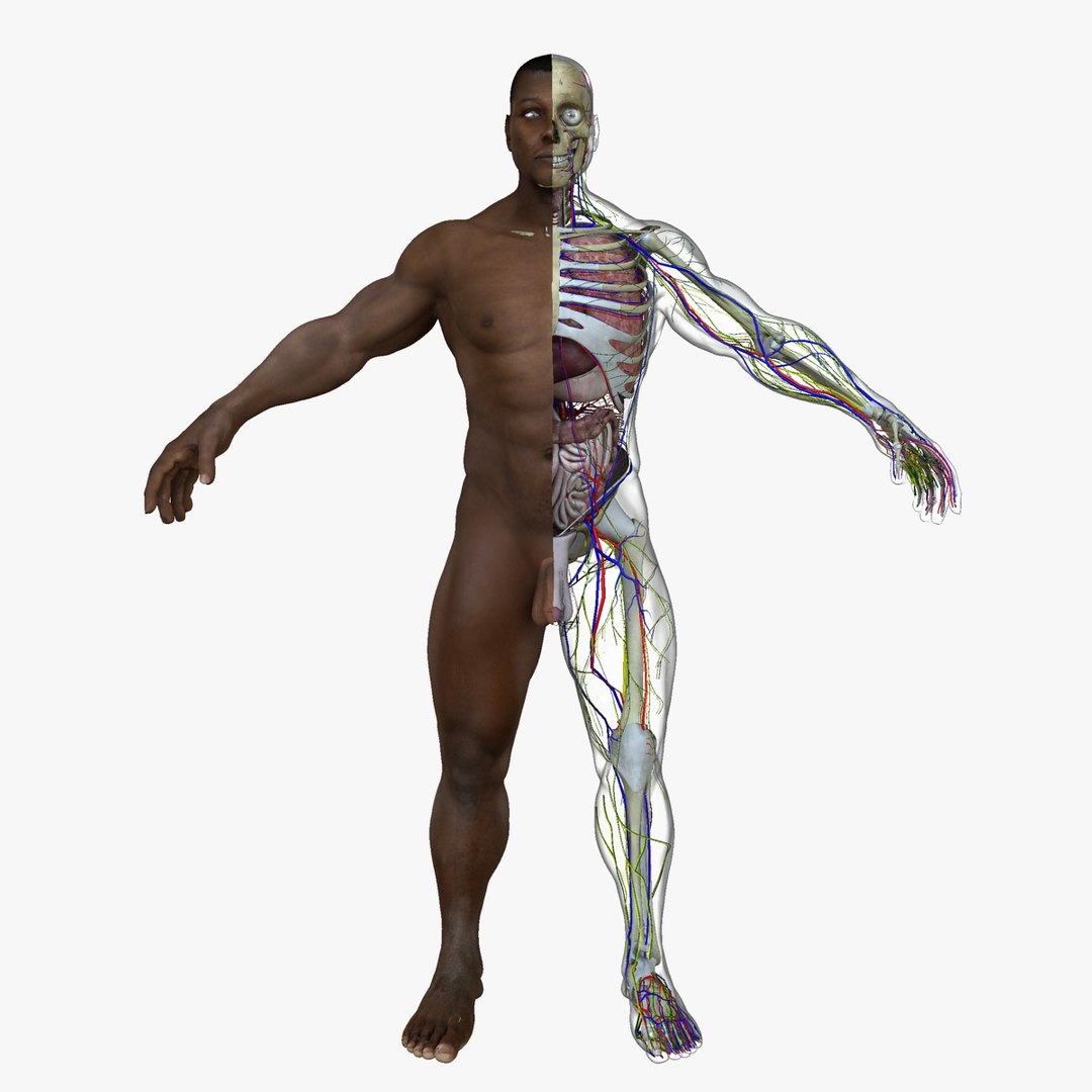 3d male body anatomy circulatory model https://p.turbosquid.com/ts-thumb/w5/gNNOXi/jaIQAoWb/001/jpg/1444970537/1920x1080/fit_q87/13a309ac6648897908e03a184f6d528a988e1c8d/001.jpg
