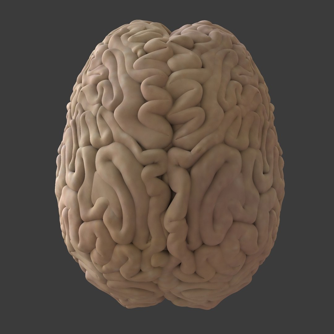 3d male body anatomy circulatory model https://p.turbosquid.com/ts-thumb/w5/gNNOXi/nCUFqRoI/12/jpg/1444969657/1920x1080/fit_q87/63776756039d6f06b51f869ecc1ebdb82bc503e5/12.jpg