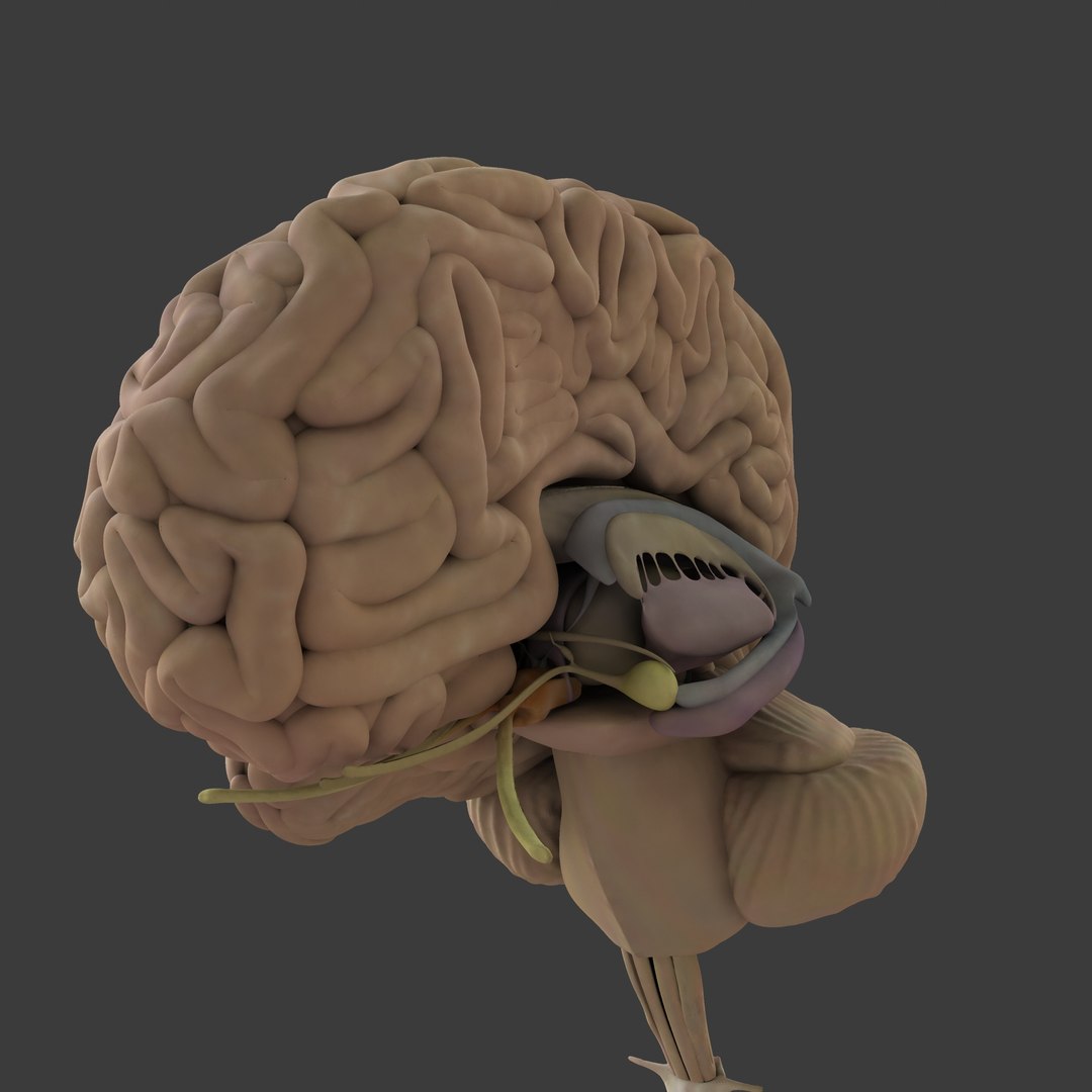 3d male body anatomy circulatory model https://p.turbosquid.com/ts-thumb/w5/gNNOXi/nFi9VIwa/0003/jpg/1444969657/1920x1080/fit_q87/051c5ce27a7925a1a45c42958e625090ff296892/0003.jpg