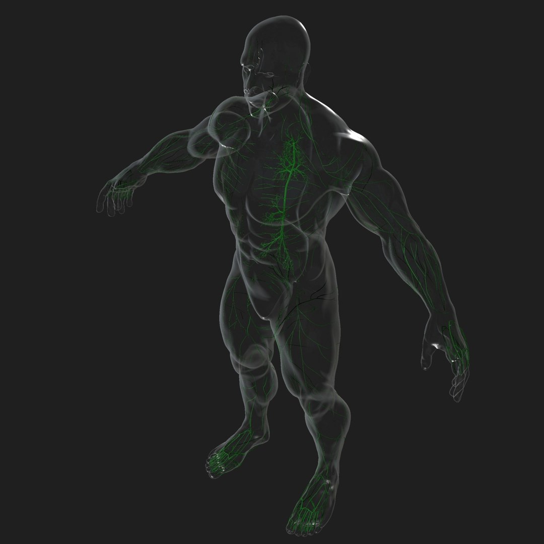 3d male body anatomy circulatory model https://p.turbosquid.com/ts-thumb/w5/gNNOXi/nitXg9bK/0042/jpg/1444969586/1920x1080/fit_q87/72444dc525c91668017988875ed9f187fd5627a2/0042.jpg