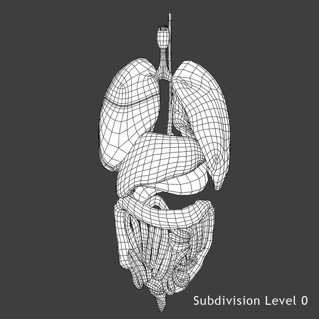 3d male body anatomy circulatory model https://p.turbosquid.com/ts-thumb/w5/gNNOXi/oJgD89xf/l1/jpg/1444969680/1920x1080/fit_q87/1a828758acb960c08f0c93b51025ac5756f5a272/l1.jpg
