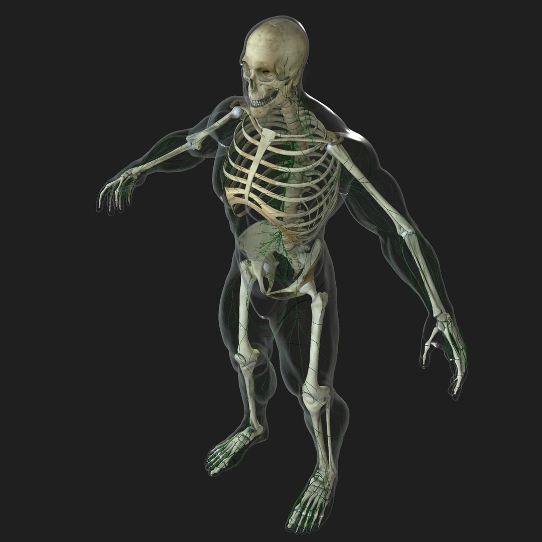 3d male body anatomy circulatory model https://p.turbosquid.com/ts-thumb/w5/gNNOXi/pVdFvujg/0032/jpg/1444969586/1920x1080/fit_q87/45b264b012c1c36bafbb49eff955027bc0189aea/0032.jpg