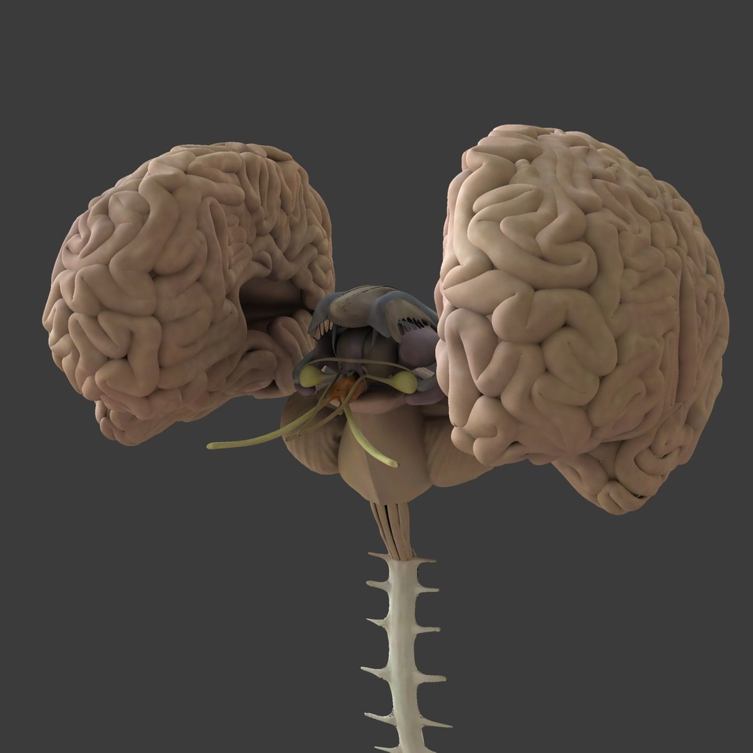 3d male body anatomy circulatory model https://p.turbosquid.com/ts-thumb/w5/gNNOXi/q9h6f14f/09/jpg/1444969657/1920x1080/fit_q87/a50aa9f2d1791a0cb7ced29177bd714c82803622/09.jpg