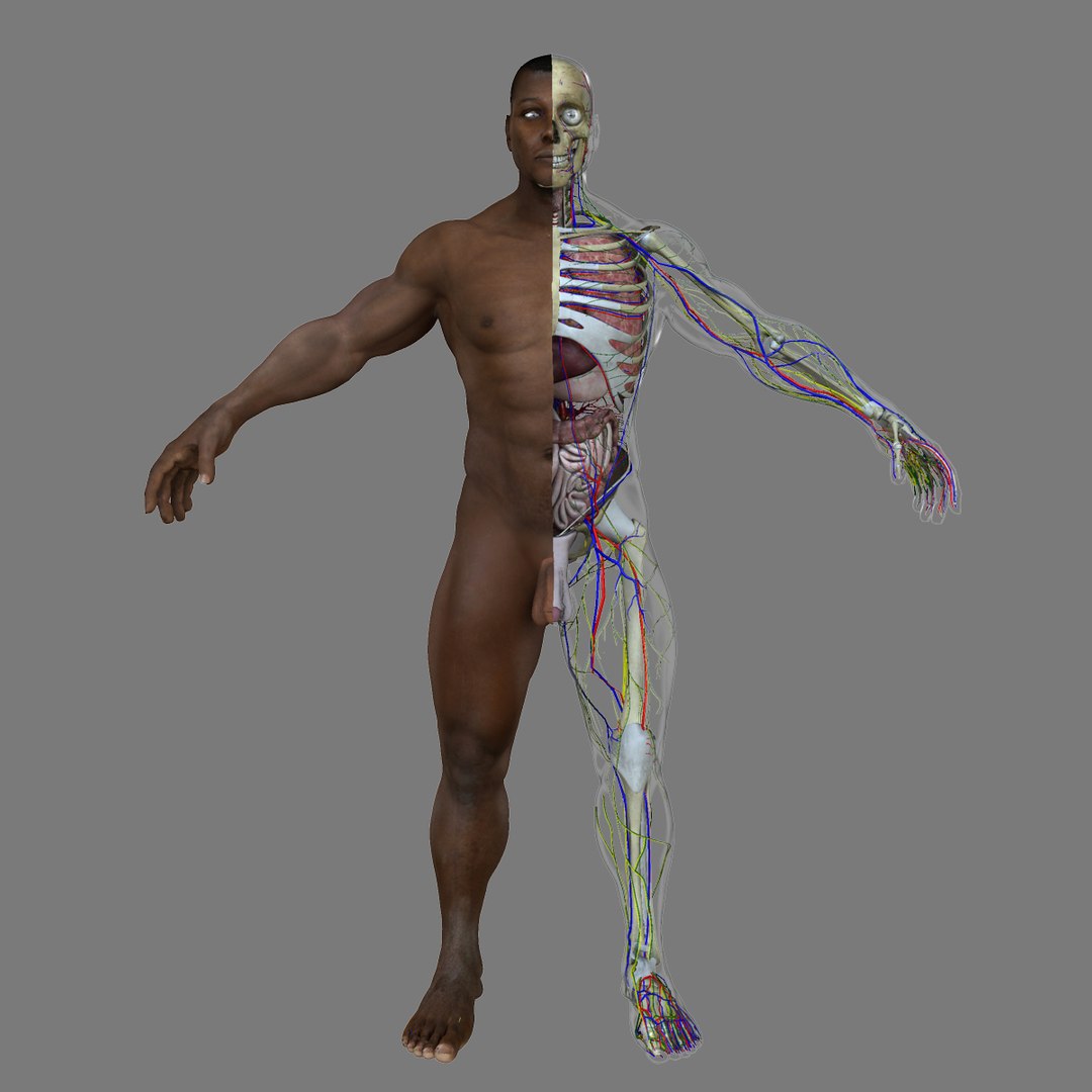 3d male body anatomy circulatory model https://p.turbosquid.com/ts-thumb/w5/gNNOXi/xXI4eh6L/003/jpg/1444970538/1920x1080/fit_q87/5593c3f7abac696e0277cc0be183025f0909cffc/003.jpg