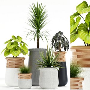 plants 131 indigenus soma model