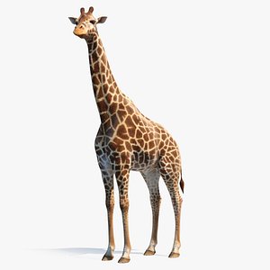 african giraffe standing pose 3D