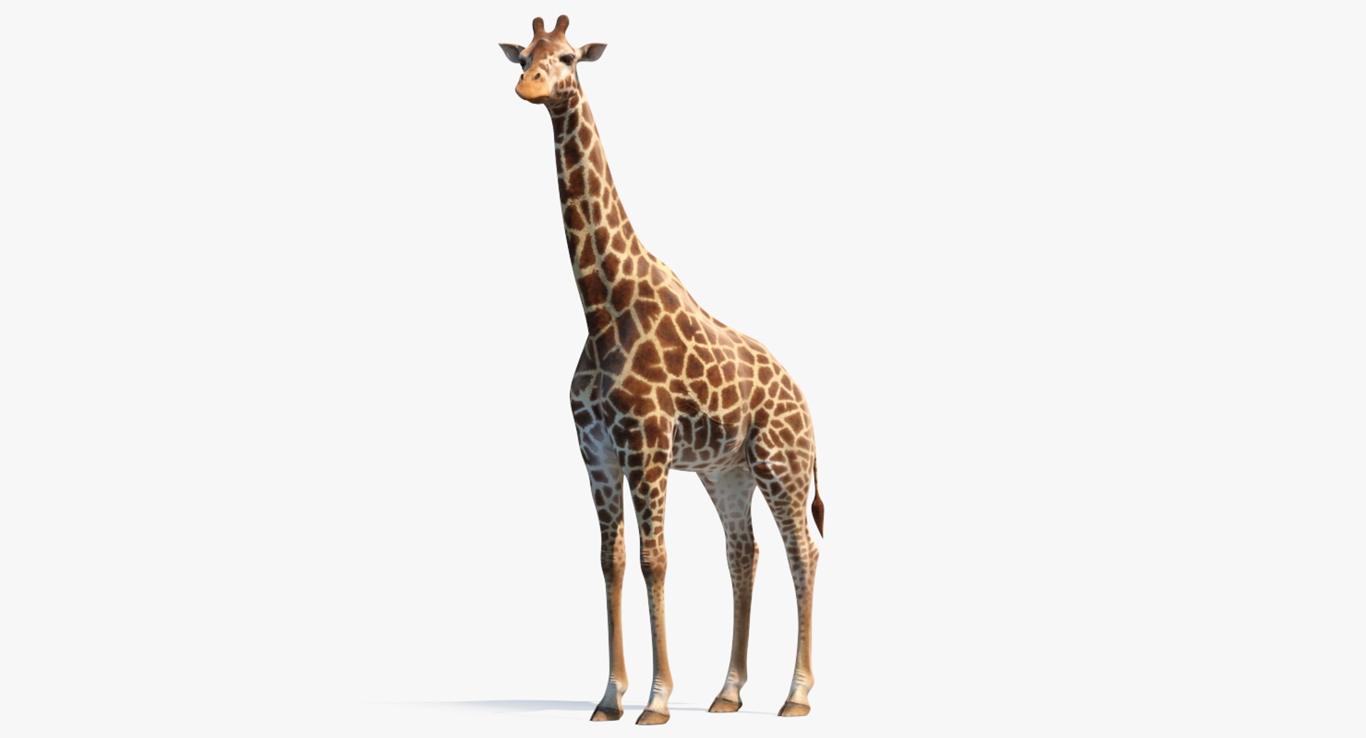 African Giraffe Standing Pose 3D model preview