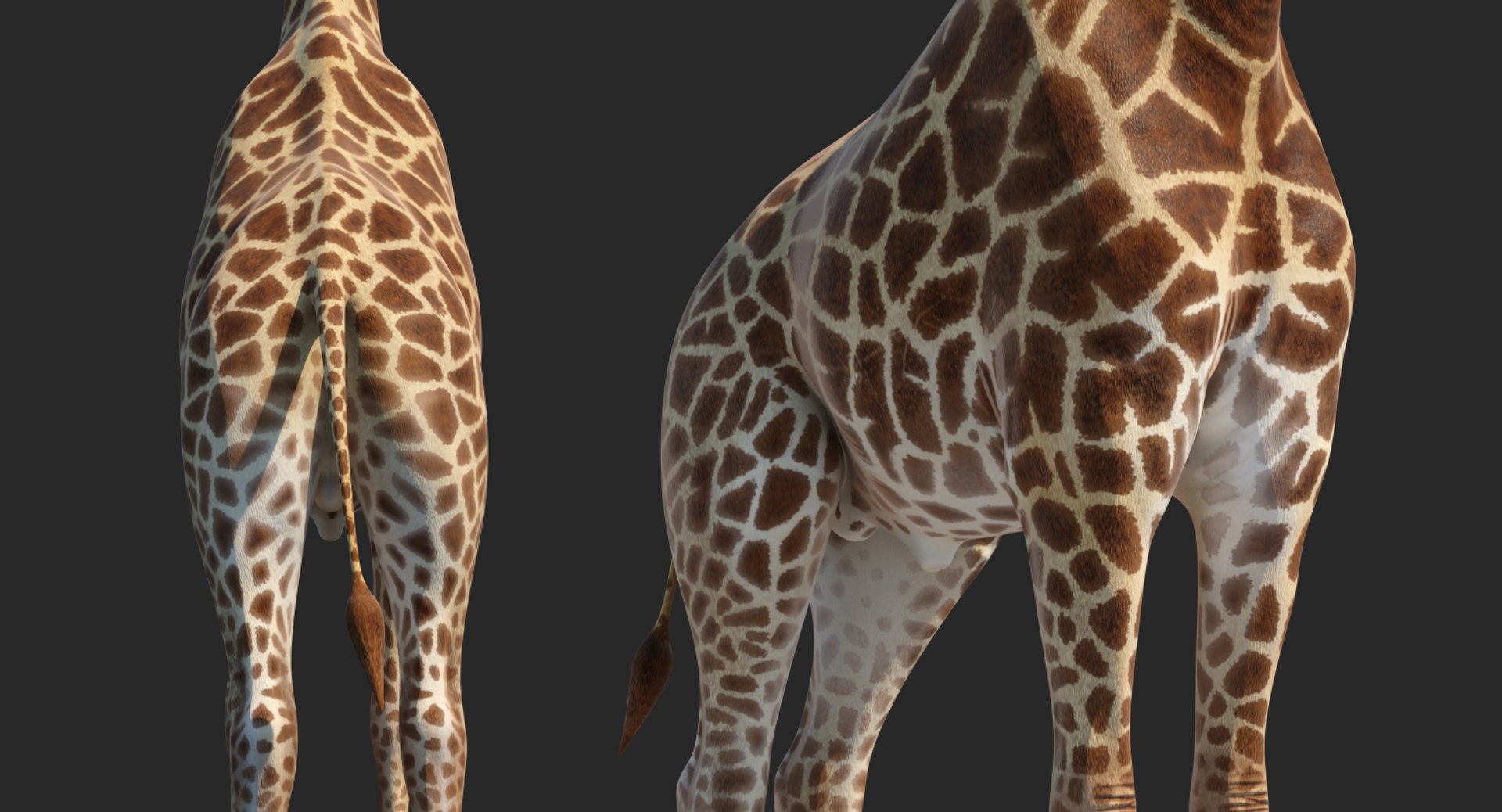 African giraffe standing pose 3D - TurboSquid 1401212