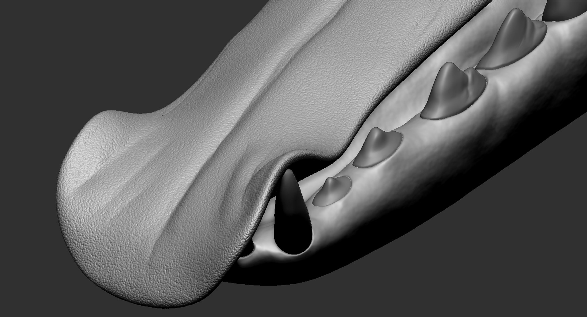 Dog Mouth Tooth Model - TurboSquid 1523782