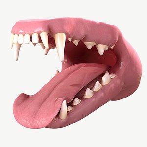 dog mouth tooth model