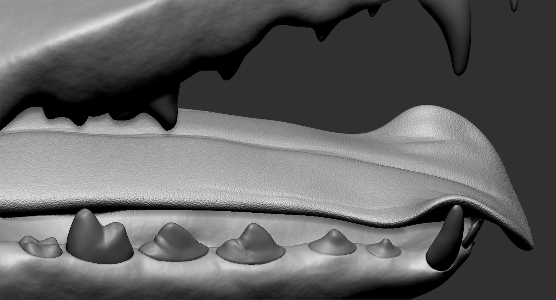 Dog Mouth Tooth Model - TurboSquid 1523782