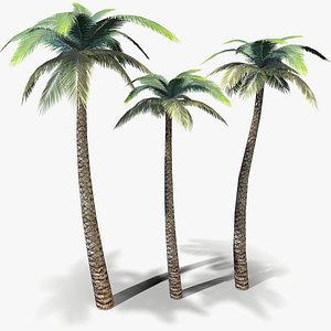 ready palm tree 3D model