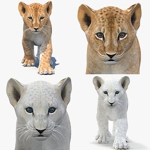 Animated Lion Cub 3D Model Bundle Natural and White