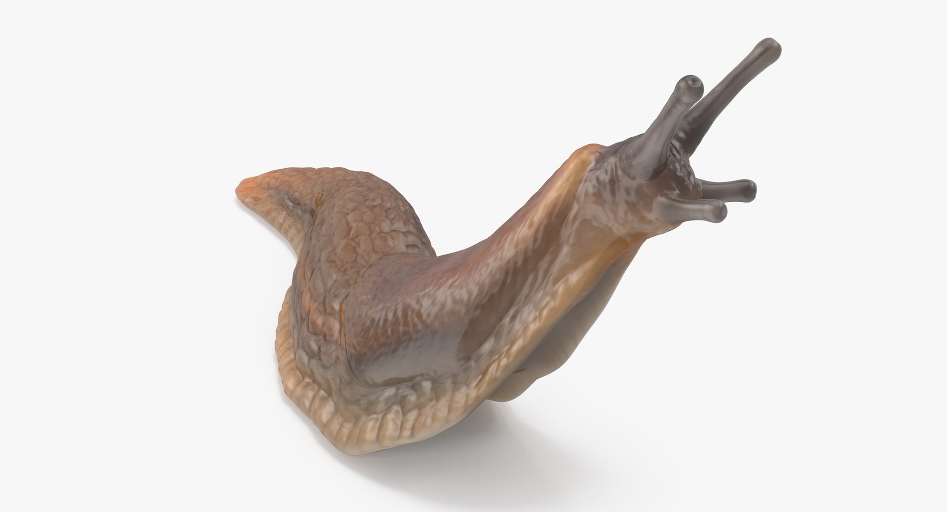 Slug 03 3d Model
