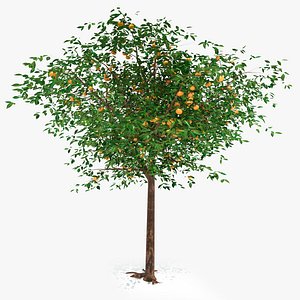 3D model Mandarin tree