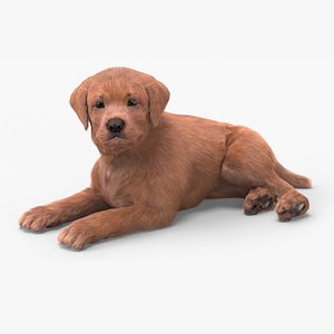 3D Brown Labrador Retriever Puppy Lying Down Fur