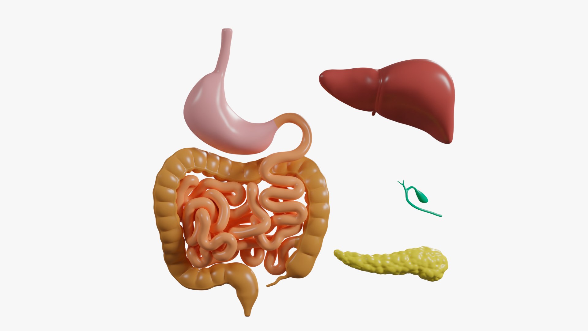 Human Digestive System Cartoon Color 3D Model - TurboSquid 1906702