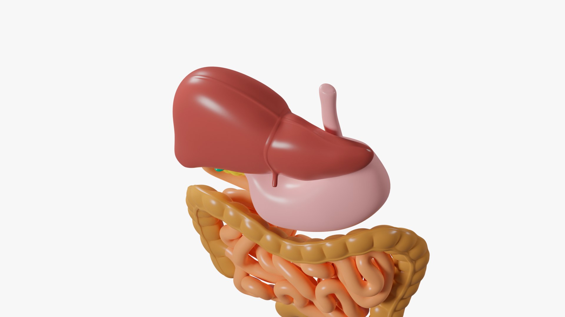 Human Digestive System Cartoon Color 3D Model - TurboSquid 1906702