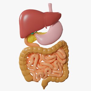 Human digestive system cartoon color 3D model