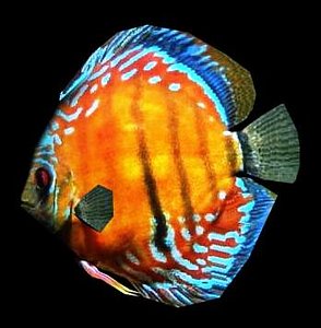 Discus