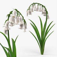 Campanula Bellflower Plant with Green Leaves White
