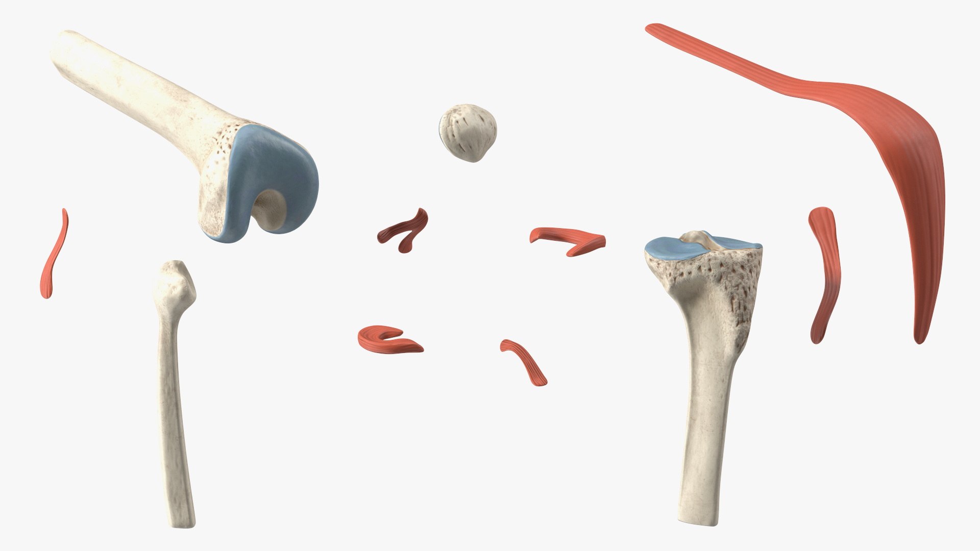 3D Knee Joint Model Bent State Model - TurboSquid 2248580