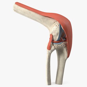3D Knee Joint Model Bent State model