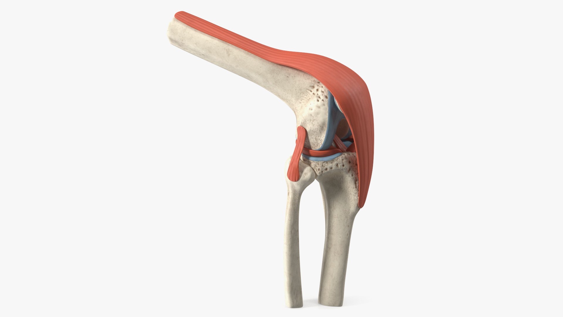 Knee Joint Model Bent State 3D model preview