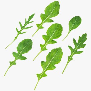 3D Arugula